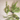 Kunstig Hænge plante 58 cm - Speedtsberg